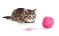 British kitten playing red clew or ball Royalty Free Stock Photo