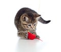 British kitten playing red mouse