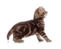 British kitten profile side view