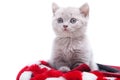 British kitten in red hat Royalty Free Stock Photo