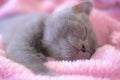 A British kitten sleeps on a pink blanket. Cute kitten. Magazine cover. Pet. Grey kitten. Rest Royalty Free Stock Photo