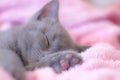 A British kitten sleeps on a pink blanket. Cute kitten. Magazine cover. Pet. Grey kitten. Rest Royalty Free Stock Photo