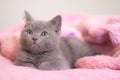 A British kitten sleeps on a pink blanket. Cute kitten. Magazine cover. Pet. Grey kitten. Rest Royalty Free Stock Photo