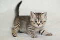 British kitten tabby, pet house.