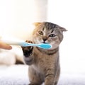 British kitten and a toothbrush. The cat is brushing his teeth Royalty Free Stock Photo