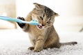 British kitten and a toothbrush. The cat is brushing his teeth Royalty Free Stock Photo