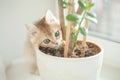 British kitten wants to eat a plant