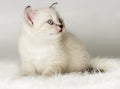 British kitten watches Royalty Free Stock Photo