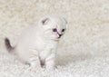 British kitten watches Royalty Free Stock Photo