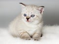British kitten watches Royalty Free Stock Photo