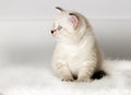 British kitten watches Royalty Free Stock Photo