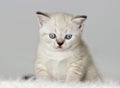 British kitten watches Royalty Free Stock Photo
