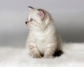 British kitten watches Royalty Free Stock Photo