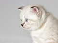 British kitten watches Royalty Free Stock Photo