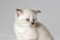 British kitten watches Royalty Free Stock Photo