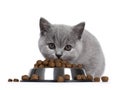 British kitten on white background with food Royalty Free Stock Photo