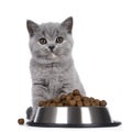 British kitten on white background with food Royalty Free Stock Photo