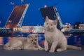 British kittens on the background of bridges Royalty Free Stock Photo