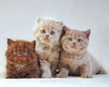 British kittens Royalty Free Stock Photo