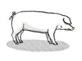 British Landrace Pig Breed Cartoon Retro Drawing Royalty Free Stock Photo