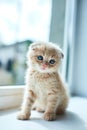 British little playful kitten at home near the window Royalty Free Stock Photo