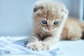 British little playful kitten at home near the window Royalty Free Stock Photo