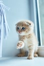 British little playful kitten at home near the window Royalty Free Stock Photo