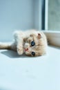 British little playful kitten at home near the window Royalty Free Stock Photo