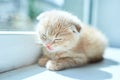 British little playful kitten at home near the window Royalty Free Stock Photo