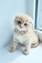 British little playful kitten at home near the window Royalty Free Stock Photo