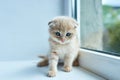 British little playful kitten at home near the window Royalty Free Stock Photo