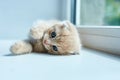 British little playful kitten at home near the window, Scottish kitten, Funny redhead Royalty Free Stock Photo