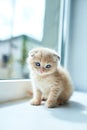British little playful kitten at home near the window, Scottish kitten, Funny redhead Royalty Free Stock Photo