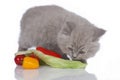 British long hair kitten beside vegetables