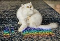 British long-haired female cat of white and gray color with a rainbow