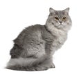 British Longhair Cat, 1 year old, sitting Royalty Free Stock Photo