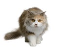 British longhair cat, 11 months old Royalty Free Stock Photo