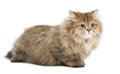 British Longhair cat, 4 months old, lying Royalty Free Stock Photo