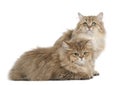 British Longhair cat, 4 months old, lying Royalty Free Stock Photo