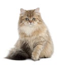 British Longhair cat, 4 months old, sitting Royalty Free Stock Photo