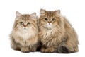 British Longhair cat, 4 months old, sitting Royalty Free Stock Photo