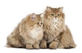 British Longhair cat, 4 months old, sitting Royalty Free Stock Photo