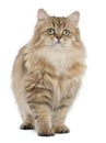British Longhair cat, 4 months old, standing