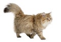British Longhair cat, 4 months old, walking