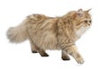 British Longhair cat, 4 months old, walking Royalty Free Stock Photo