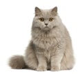British longhair cat, 8 months old, sitting Royalty Free Stock Photo