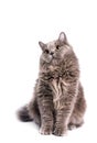British Longhair Cat Royalty Free Stock Photo