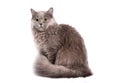 British Longhair Cat Royalty Free Stock Photo