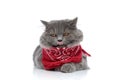 British longhair cat with bandana lying down and licking nose