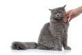 British longhair cat being cuddled by owner